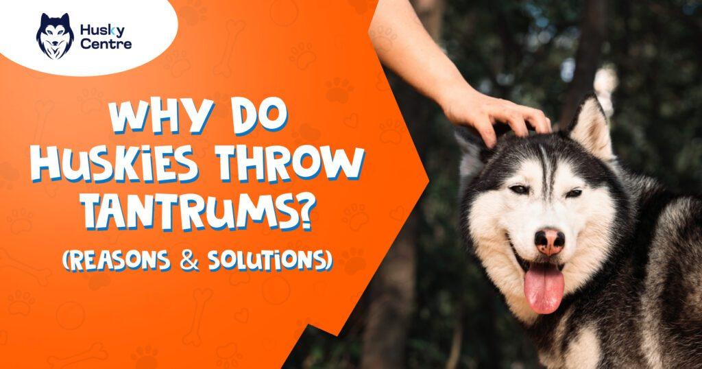 why do huskies throw tantrums