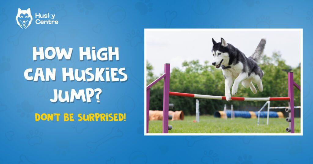 how high can huskies jump