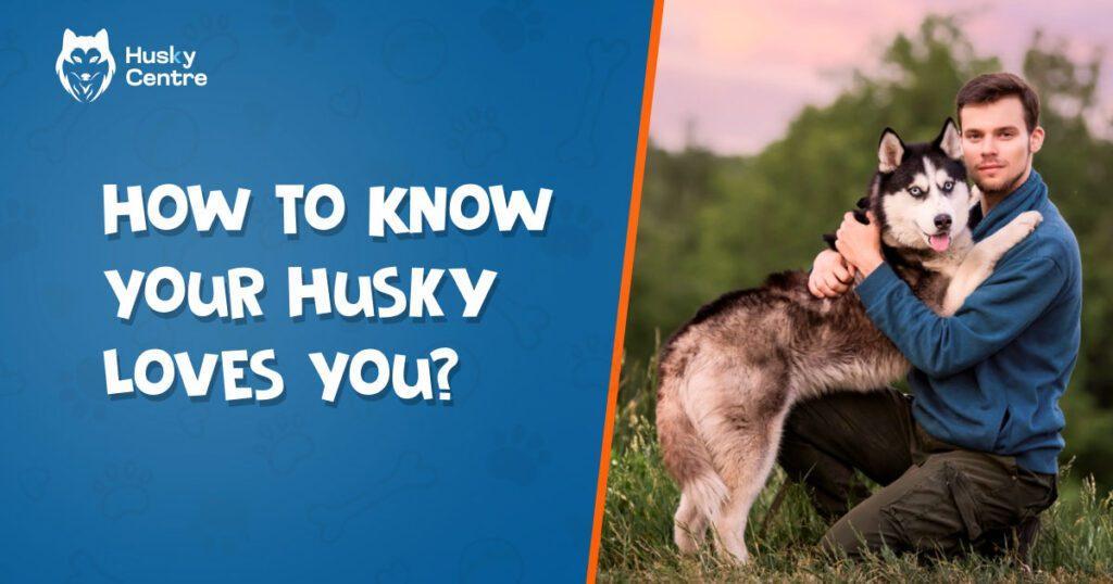 How-to-Know-Your-Husky-Loves-You