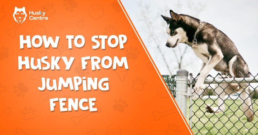 How to Stop Husky from Jumping Fence