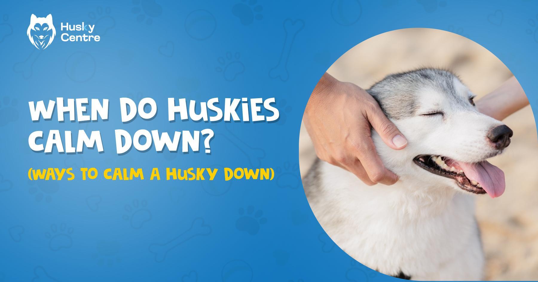 When do Huskies Calm Down? (+ Ways to Calm a Husky Down) Husky Centre