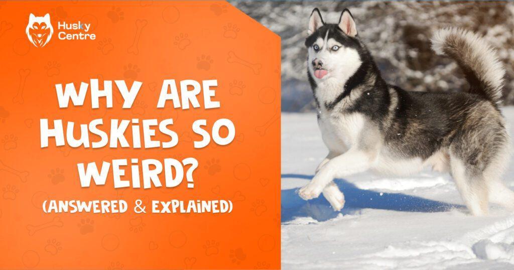 Why Are Huskies So Weird