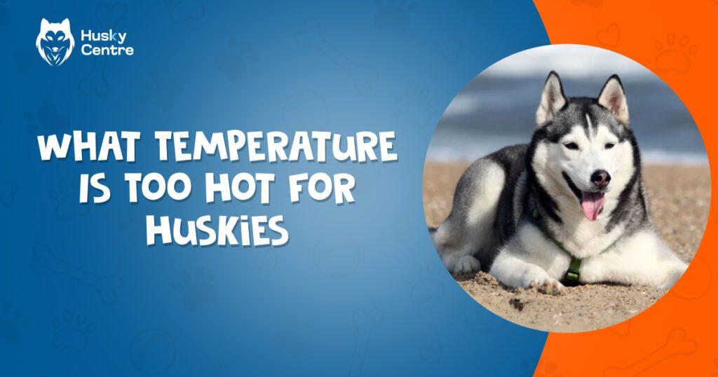 what temperature is too hot for huskies