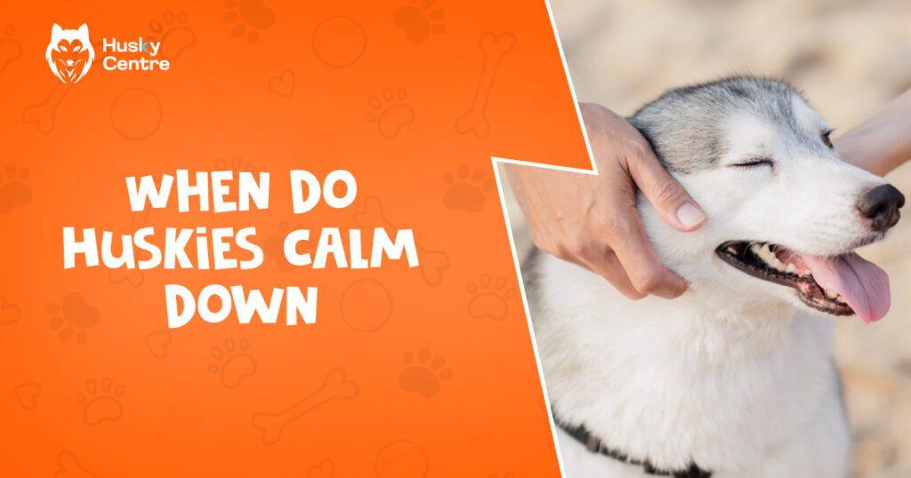 when do huskies calm down