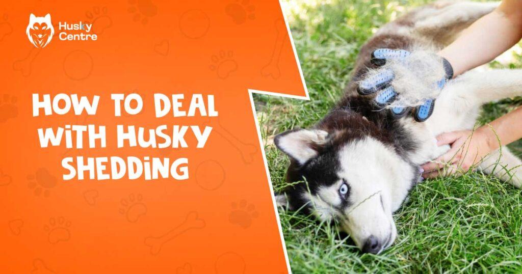 How to Deal With Husky Shedding