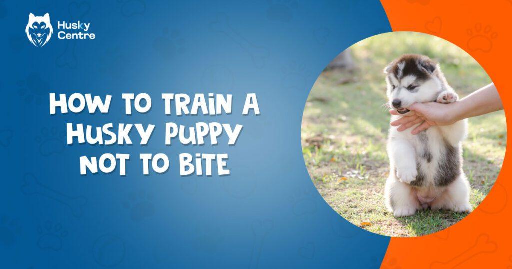 How to Train a Husky Puppy Not to Bite