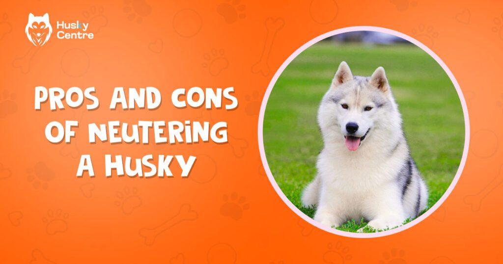 Pros And Cons of Neutering a Husky