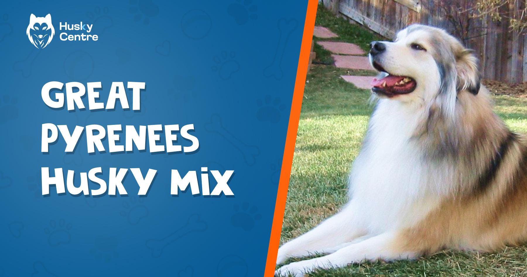 Great Pyrenees Husky Mix: Majestic Blend of Fluff & Strength