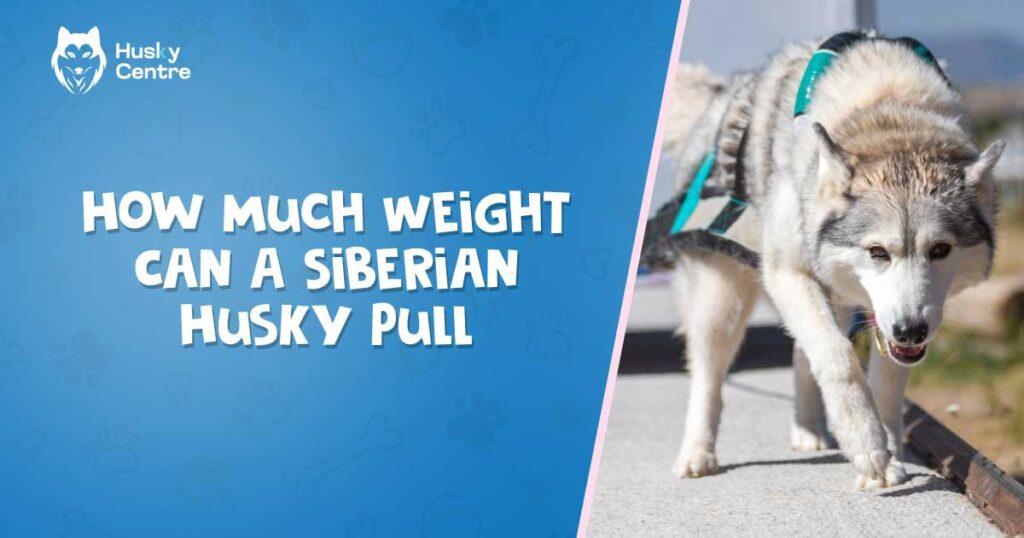 How Much Weight Can a Siberian Husky Pull