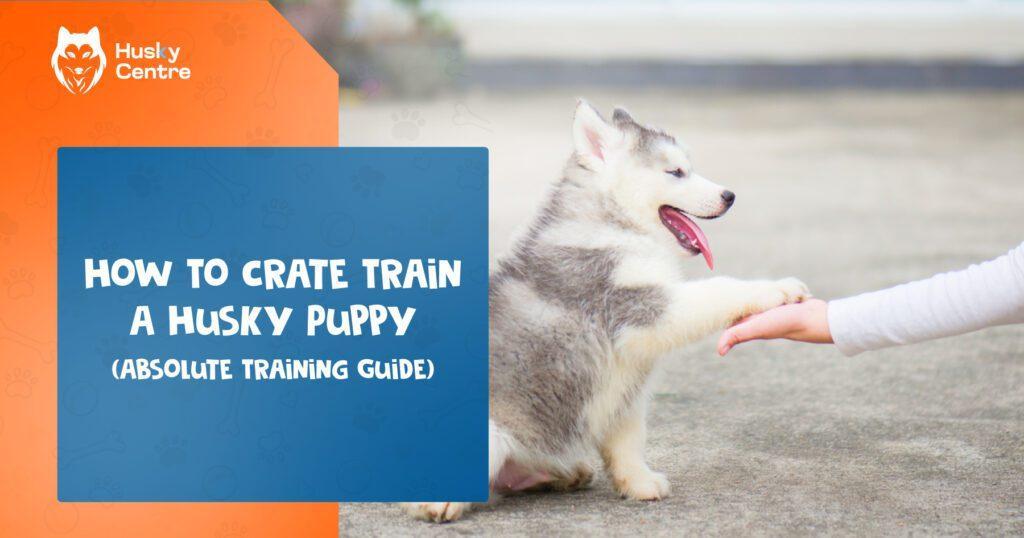 How to Crate Train a Husky Puppy