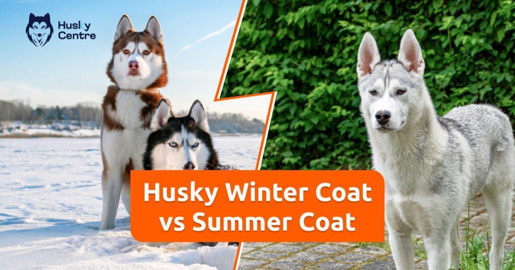 Husky Winter Coat Vs Summer Coat