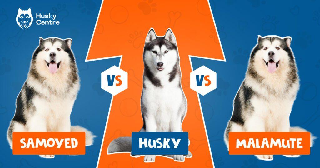 samoyed vs husky vs malamute