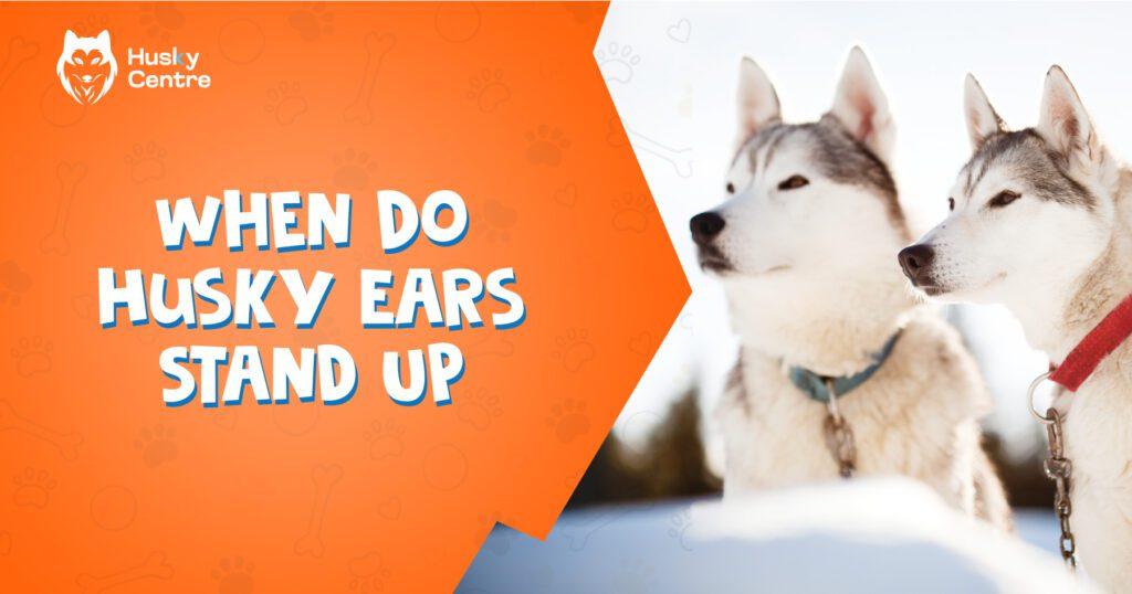 when do husky ears stand up