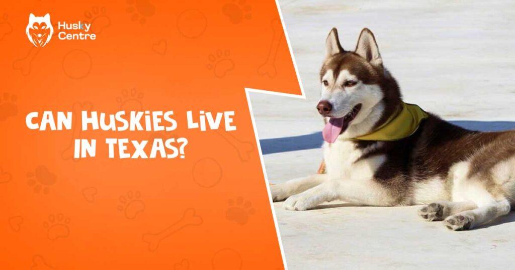 Can Huskies Live In Texas