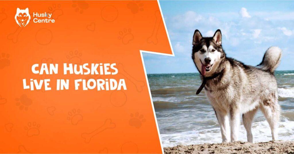 Can Huskies Live in Florida