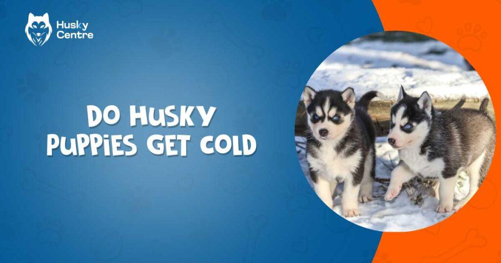 Do Husky Puppies Get Cold