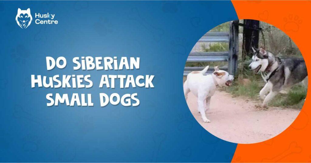 Do Siberian Huskies Attack Small Dogs