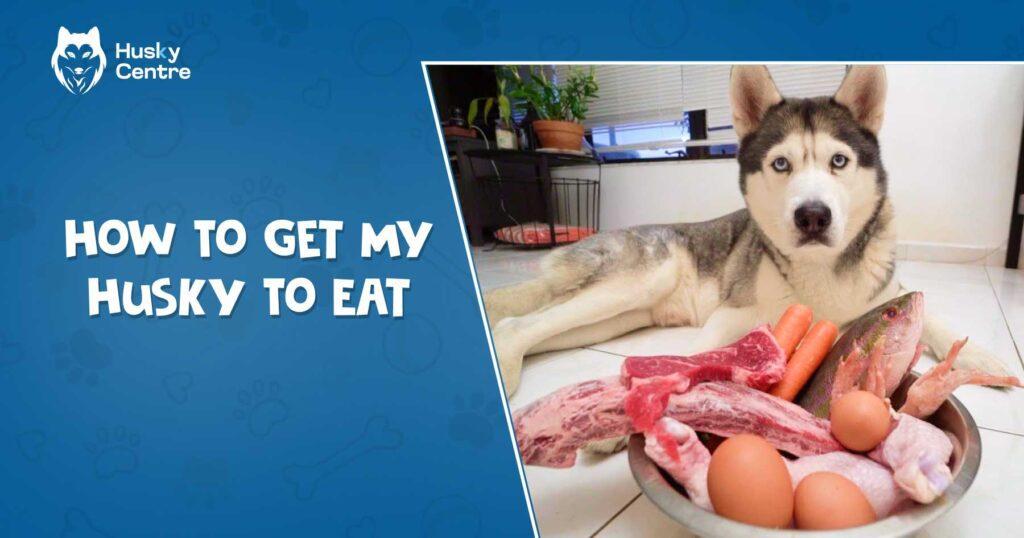 How to Get My Husky to Eat