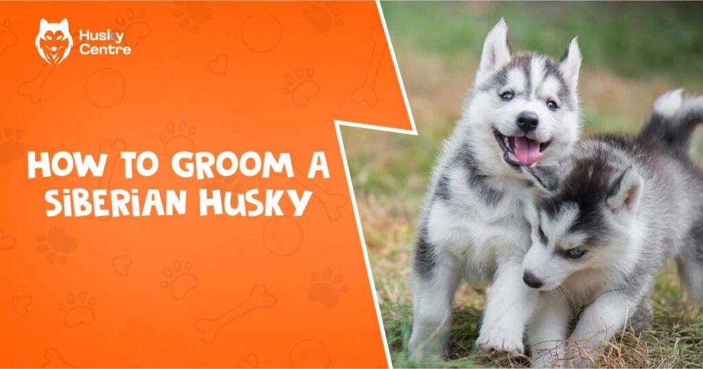 How to Groom a Siberian Husky