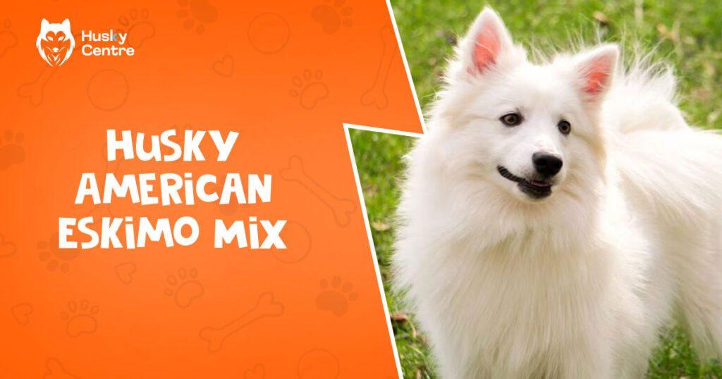 Husky American Eskimo Mix