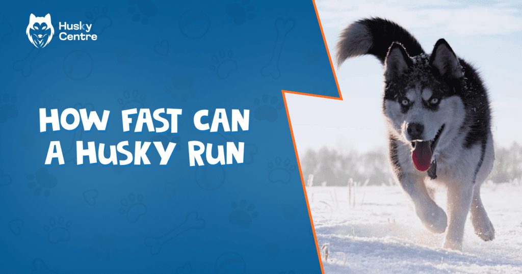 How Fast Can a Husky Run