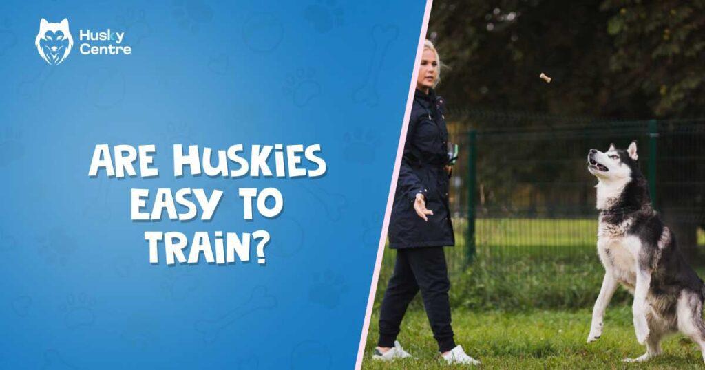 Are Huskies Easy to Train