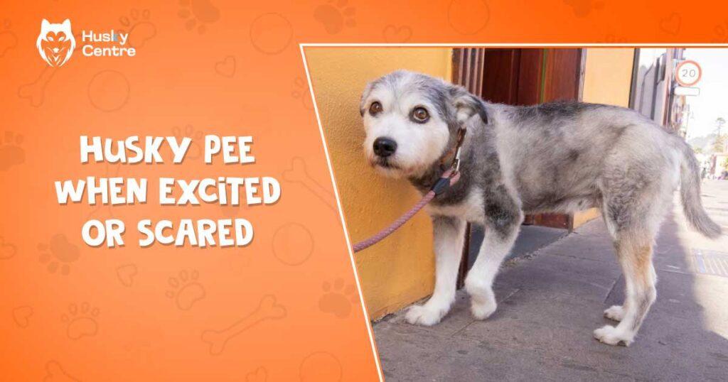 Husky Pee When Excited Or Scared