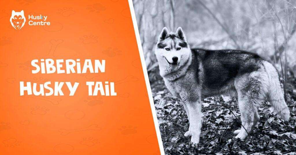 Siberian Husky Tail Secrets