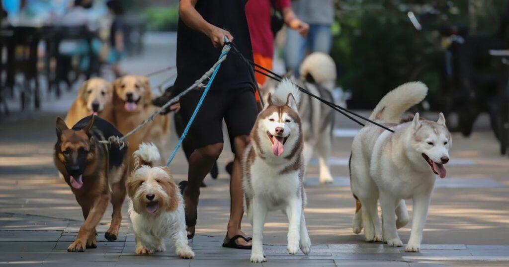 Similarities And Difference Of Different Husky Mix