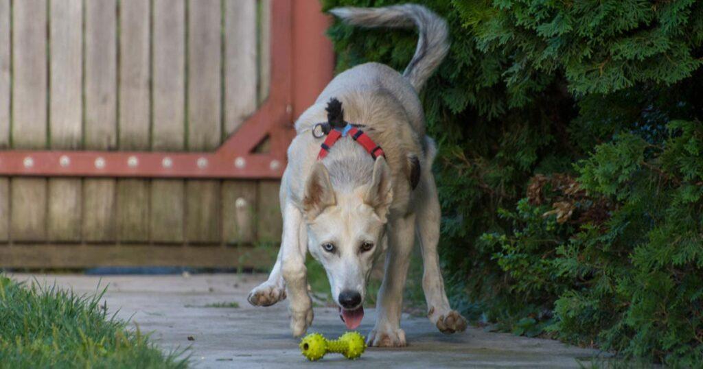 Husky Training And Socialization