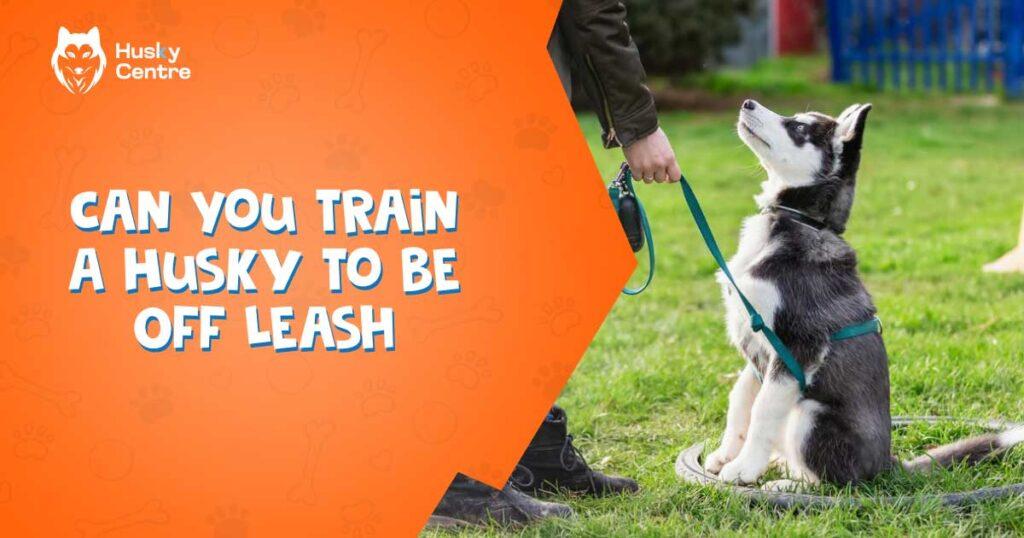 Can You Train a Husky to Be off Leash