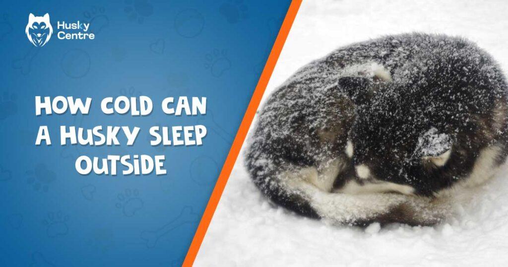 How Cold Can a Husky Sleep Outside