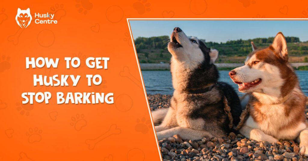 How to Get Husky to Stop Barking