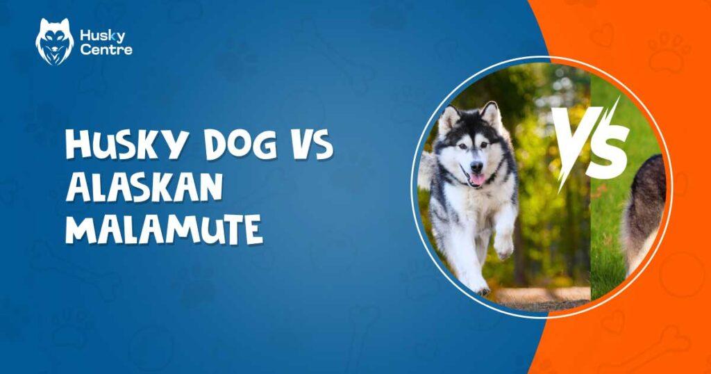 Husky Dog Vs Alaskan Malamute