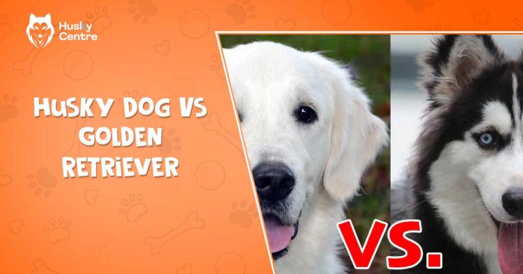 Husky Dog Vs Golden Retriever