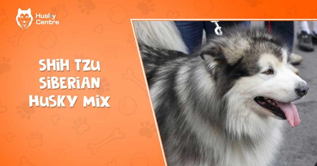 Shih Tzu Siberian Husky Mix