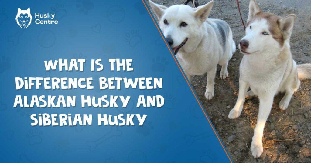 What is the Difference Between Alaskan Husky and Siberian Husky