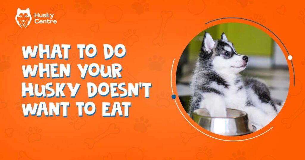 what to do when your husky doesn't want to eat