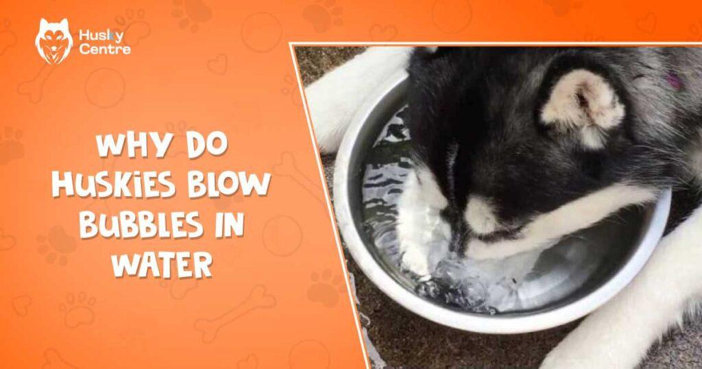 Why Do Huskies Blow Bubbles in Water