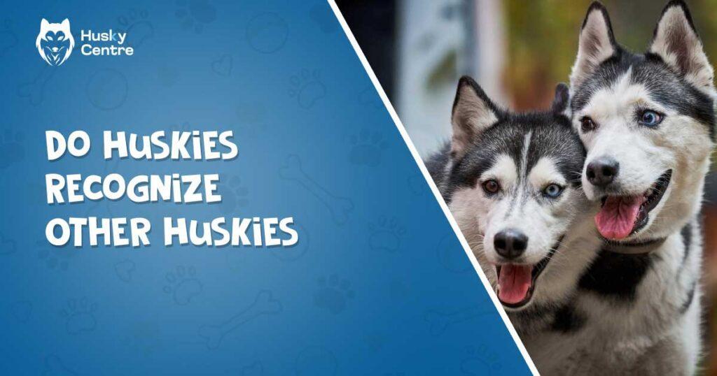 Do Huskies Recognize Other Huskies