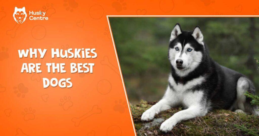 Why Huskies Are the Best Dogs