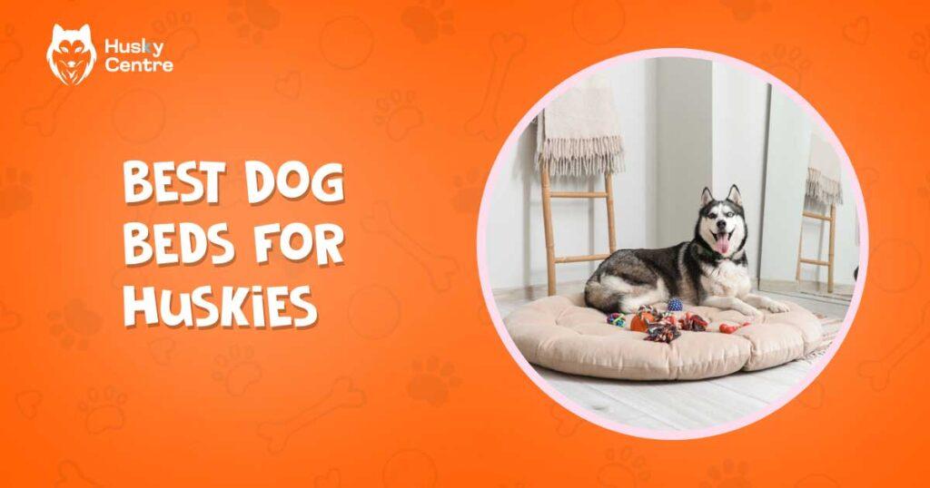 Best Dog Beds for Huskies