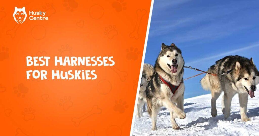 best harnesses for huskies