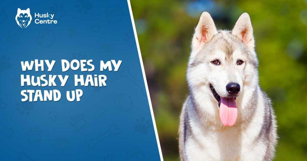 Why Does My Husky'S Hair Stand Up