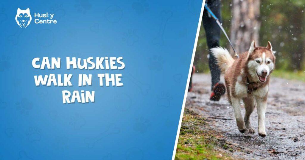 Can Huskies Walk in the Rain