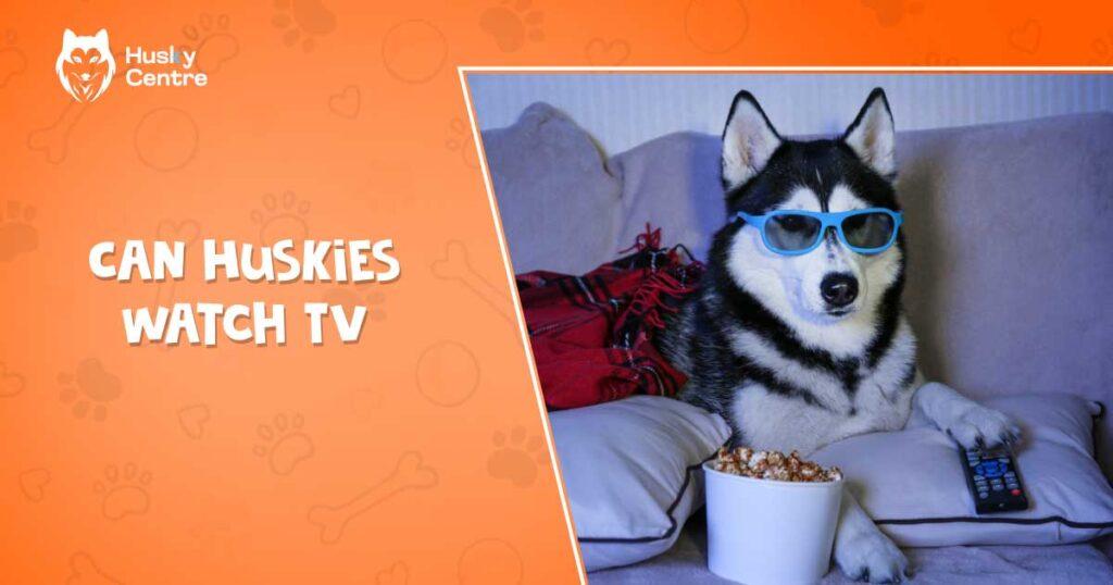 Can Huskies Watch TV