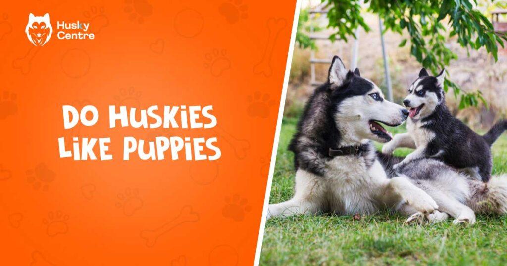 Do Huskies Like Puppies