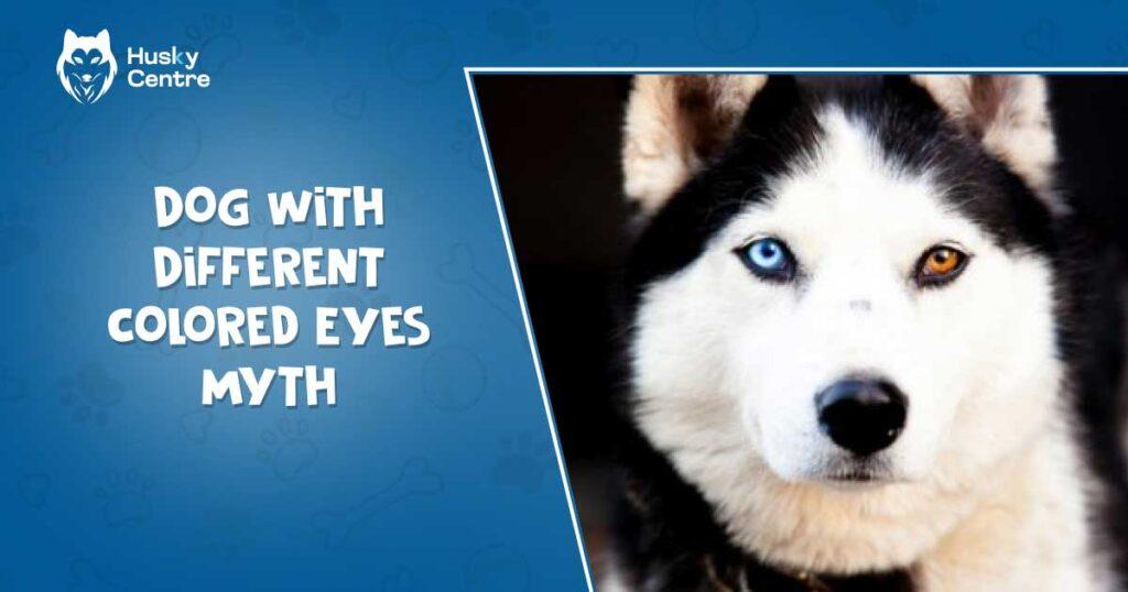 dog with different colored eyes myth