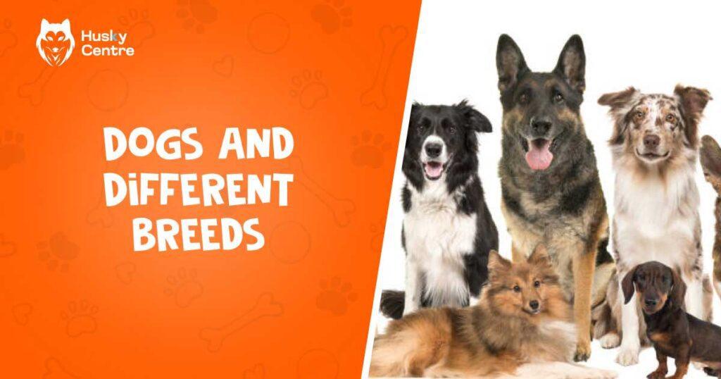 dogs and different breeds