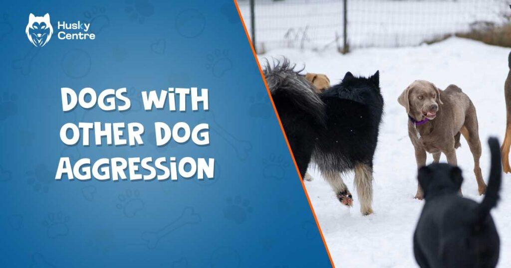 dogs with other dog aggression